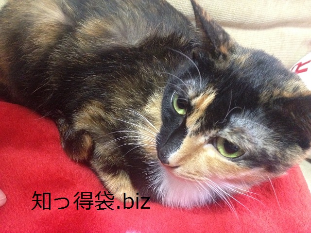 猫の年齢!人間に換算するとビックリ!? 役立つ・ためになる知っ得袋!